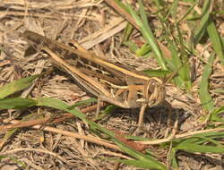 Image of American Bird Grasshopper