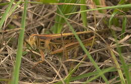 Image of American Bird Grasshopper