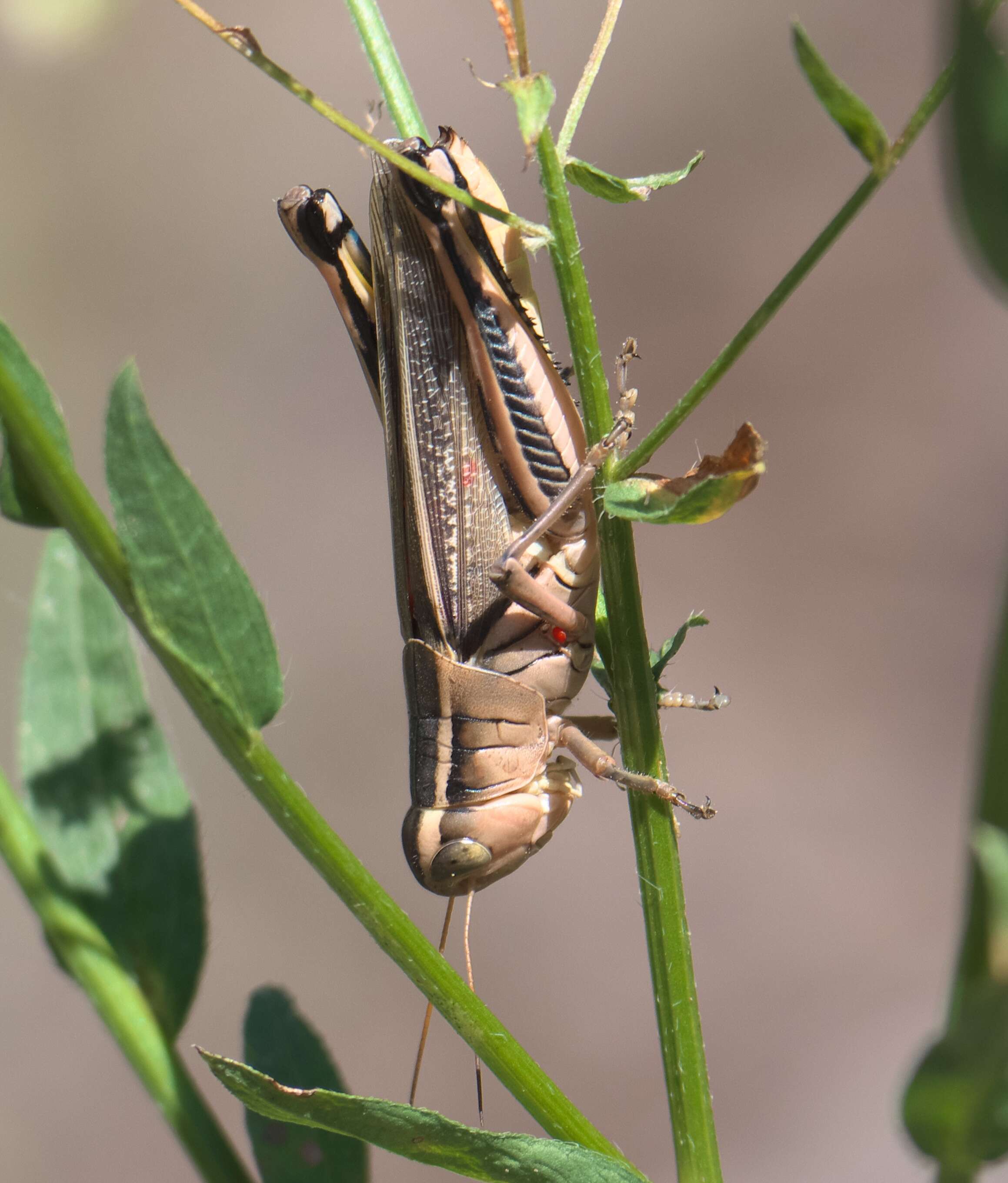 Melanoplus bivittatus (Say 1825)的圖片