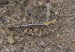 Image of Mottled Sand Grasshopper