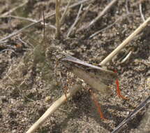 Image of Mottled Sand Grasshopper