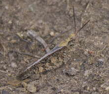 Image of Mottled Sand Grasshopper