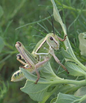 Image of Brachystola