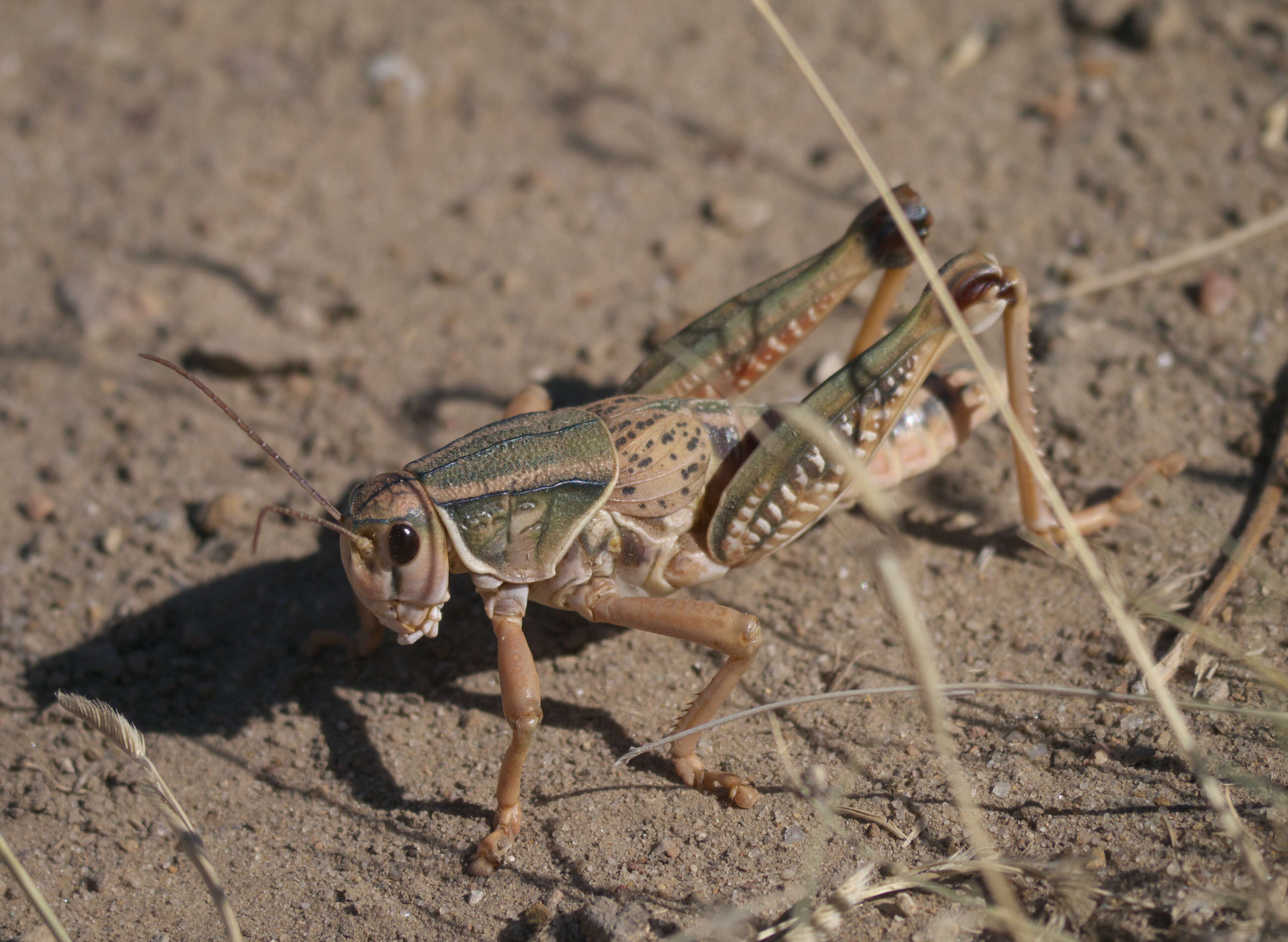 Image of Brachystola