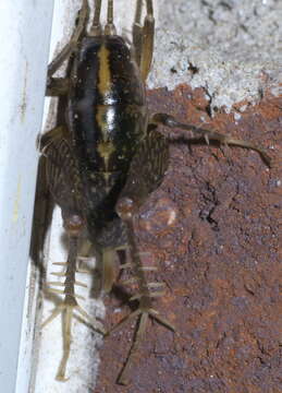 Image of house cricket