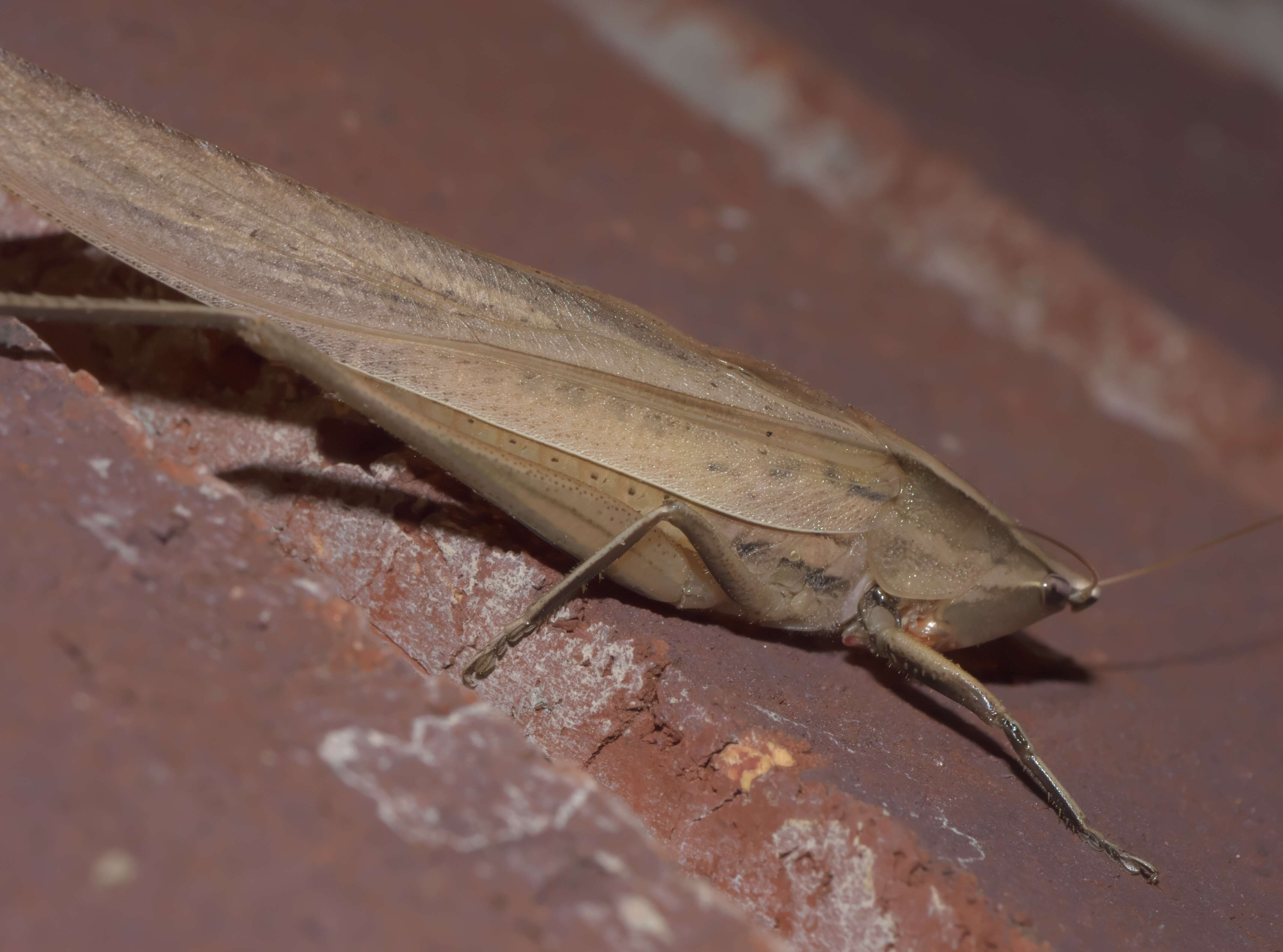 Image of Rattler Conehead