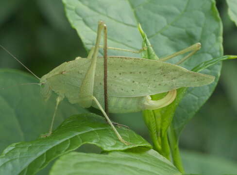 Image of Round-headed Katydids