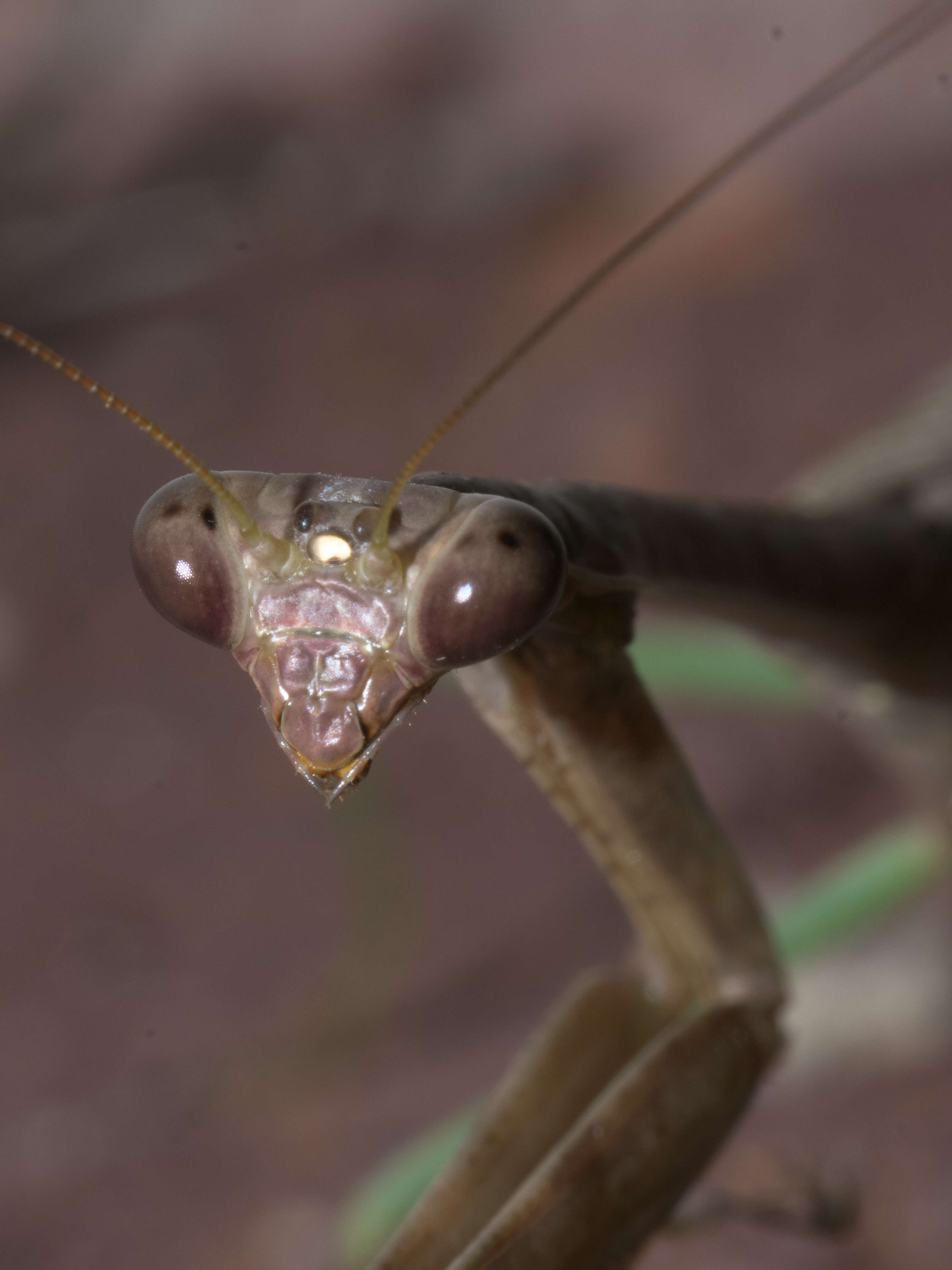 Image of Stagmomantis