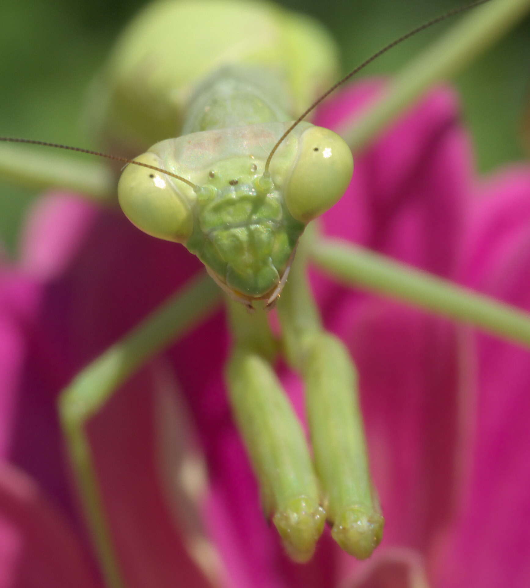 Image of Stagmomantis