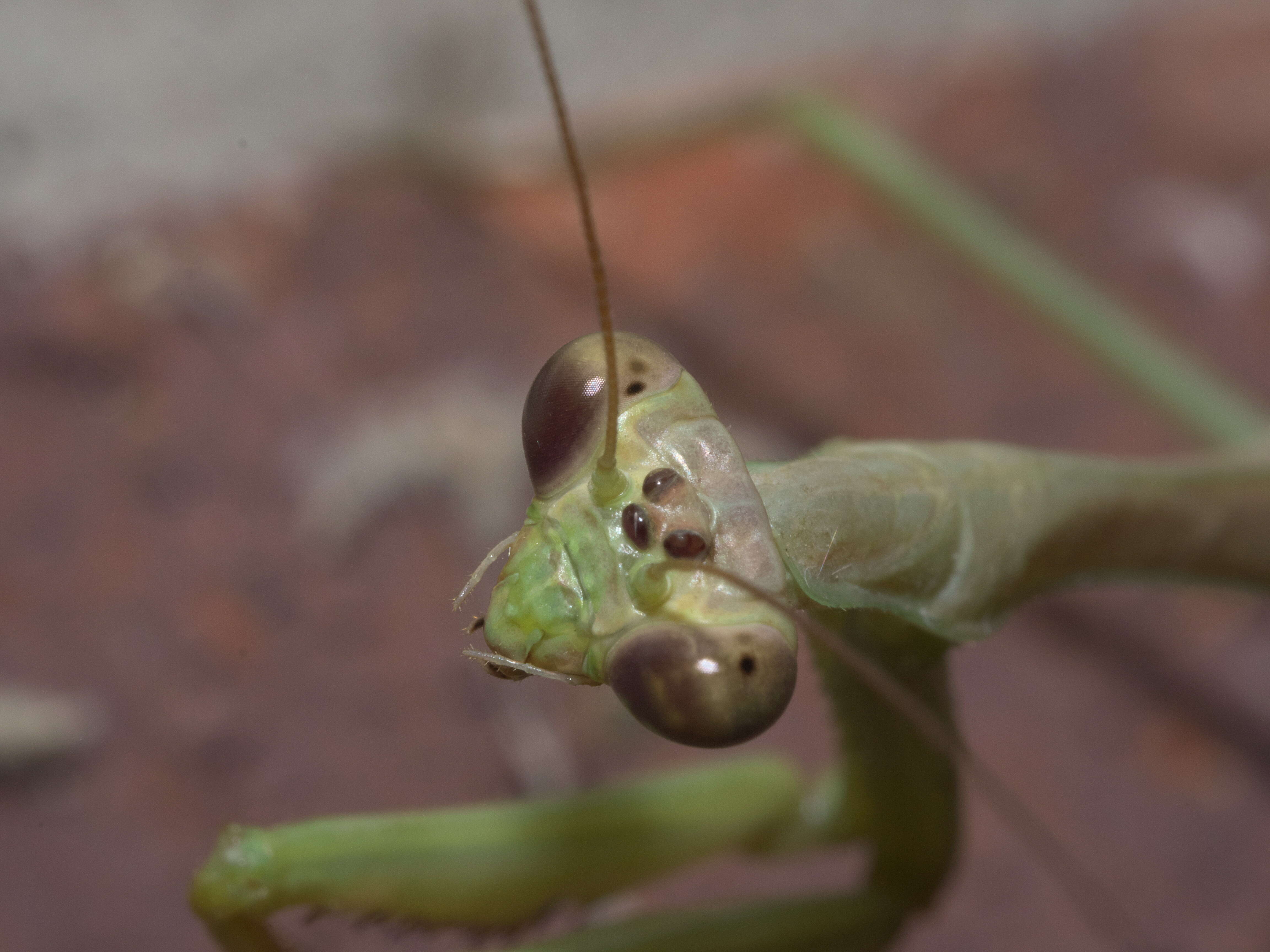 Image of Carolina Mantis