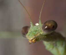 Image of Carolina Mantis