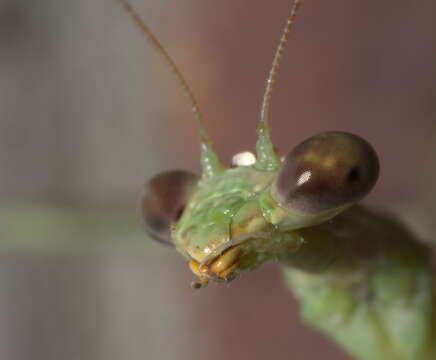 Image of Carolina Mantis