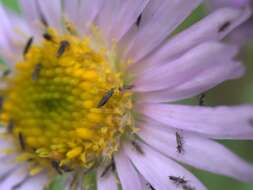 Image of thrips