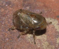 Image of Clastopteridae