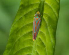 Graphocephala coccinea (Forster & J. R. 1771)的圖片