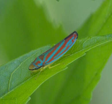 Graphocephala coccinea (Forster & J. R. 1771)的圖片