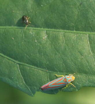 Graphocephala coccinea (Forster & J. R. 1771)的圖片