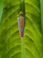 Graphocephala coccinea (Forster & J. R. 1771)的圖片