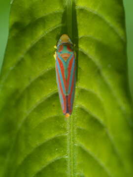 Image of Red-banded Leafhopper