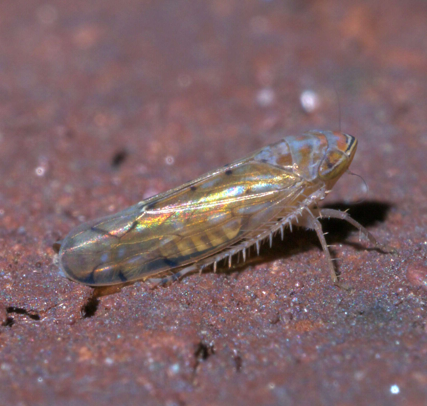 Image of Osbornellus