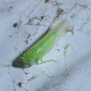 Image of Potato Leafhopper