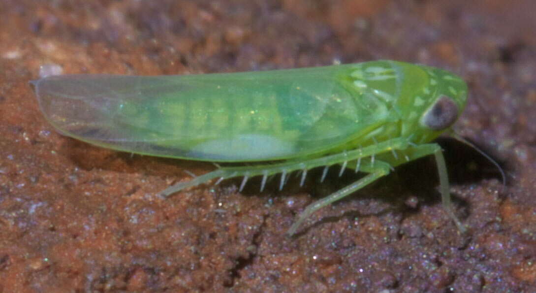 Image of Potato Leafhopper