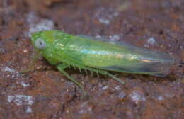 Image of Potato Leafhopper