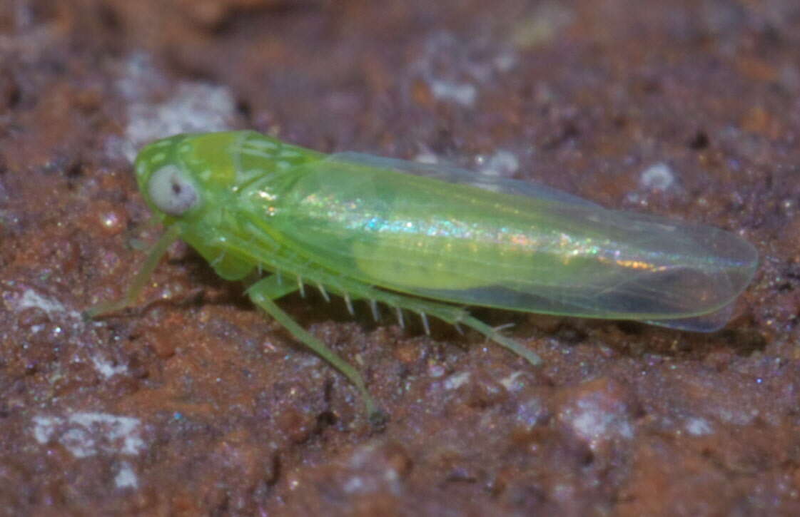 Image of Potato Leafhopper