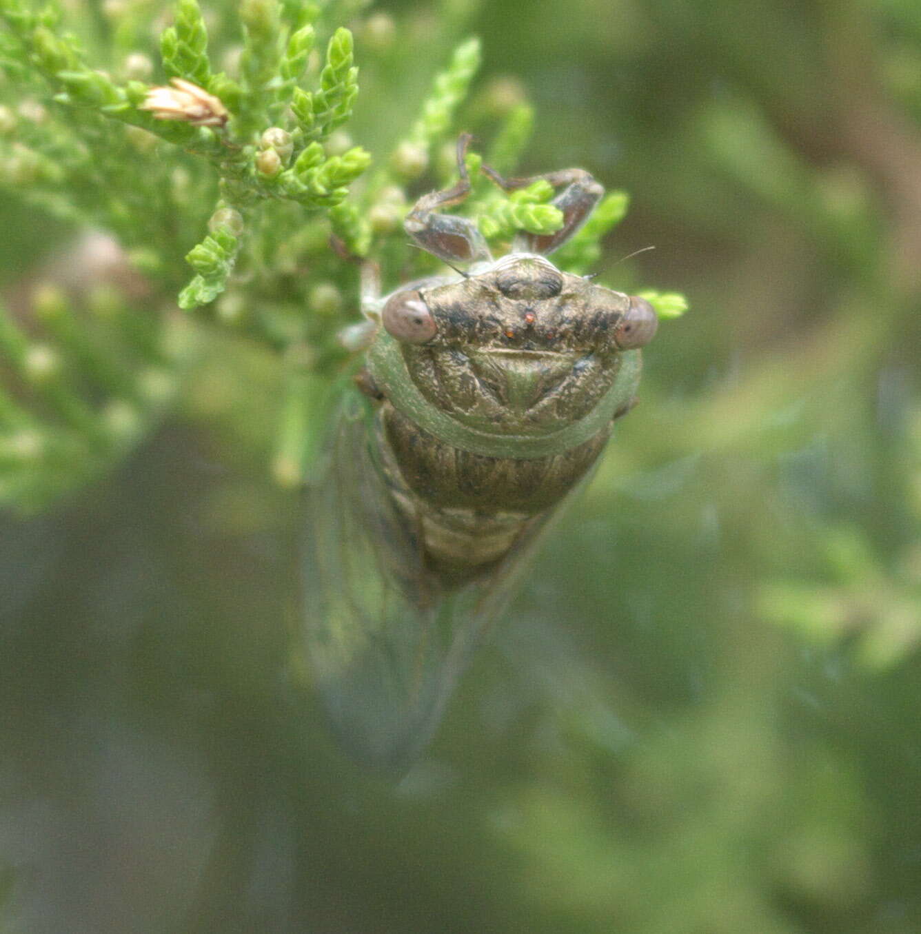 Image of Plains Dog-day Cicada