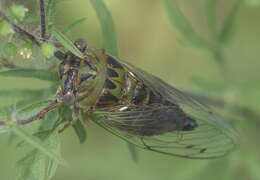 Image of Plains Dog-day Cicada