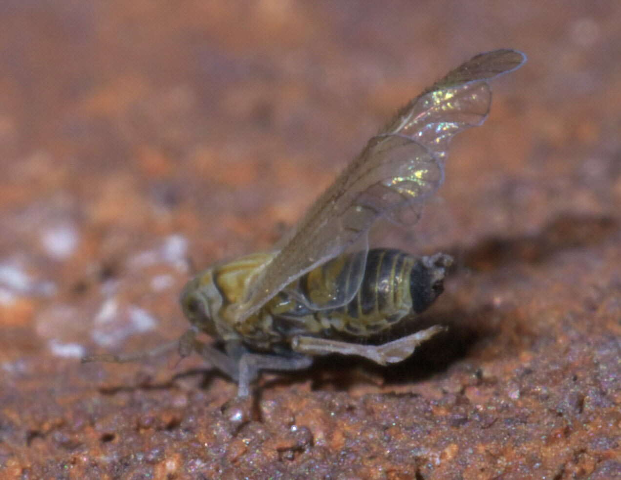 Image of Javesella (Javesella) pellucida (Fabricius 1794)