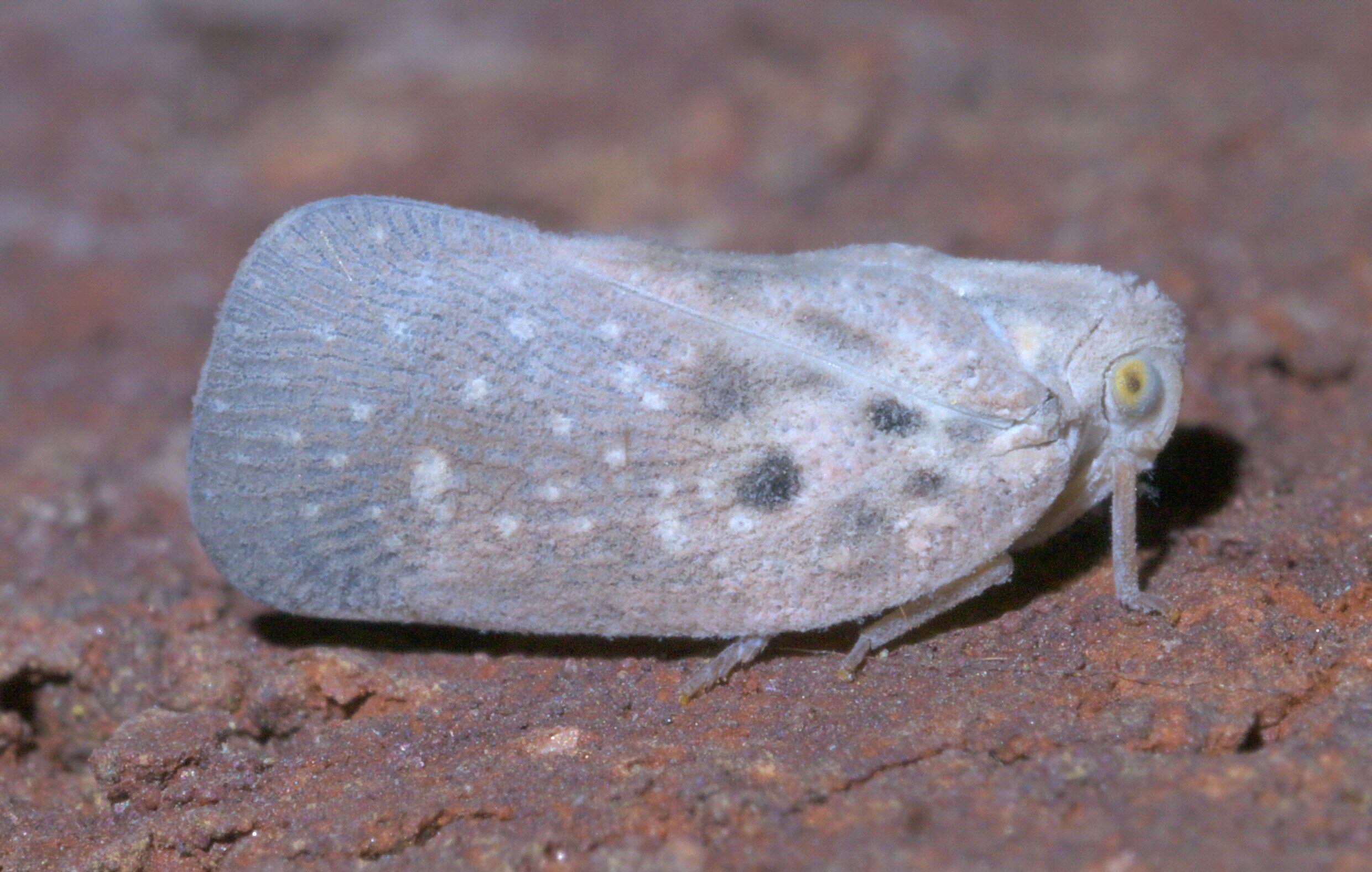 Image of Citrus Flatid Planthopper