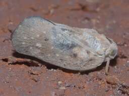 Image of Citrus Flatid Planthopper