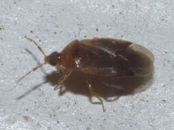 Image of Cimicoidea