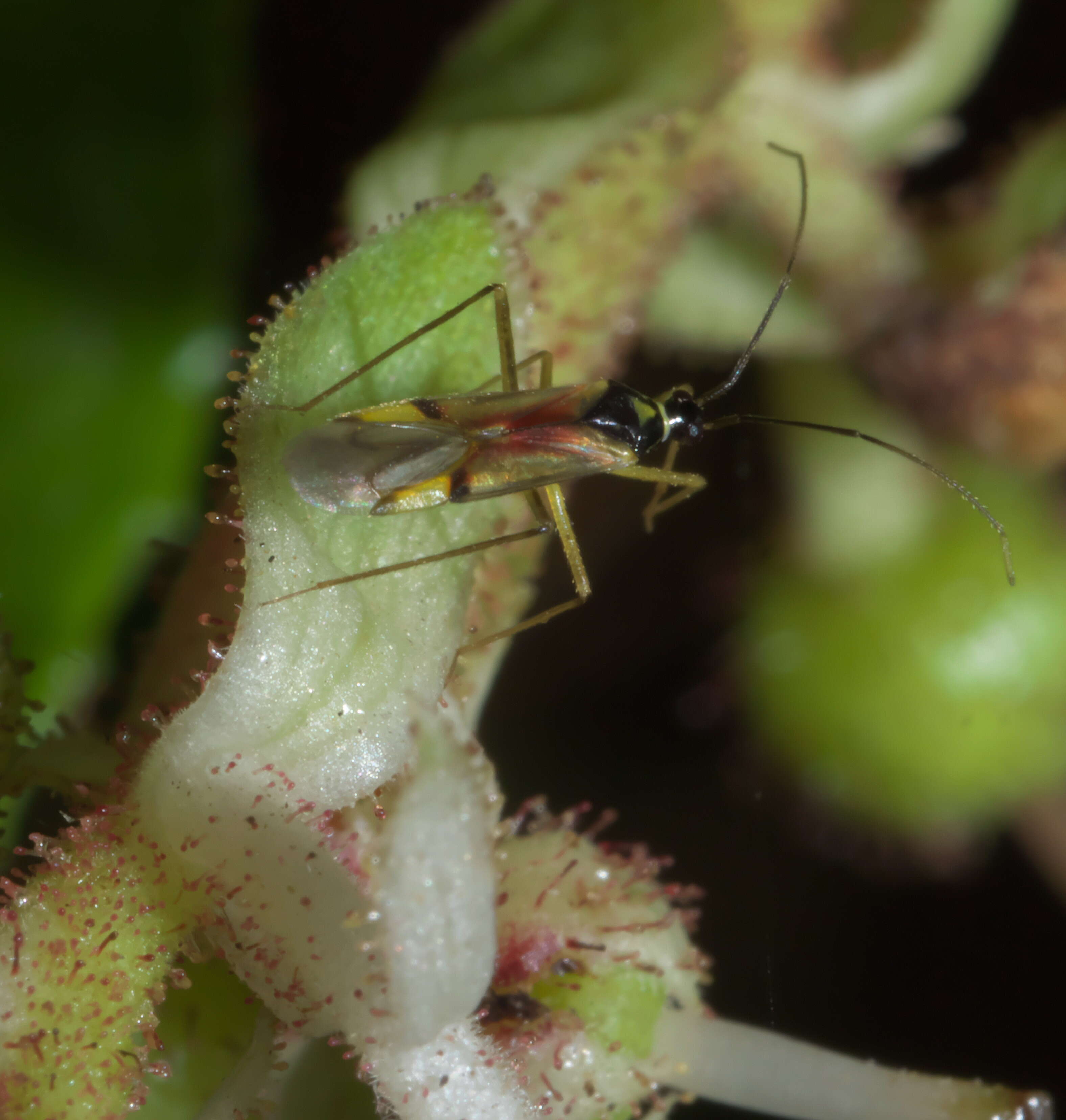 Image of Tupiocoris