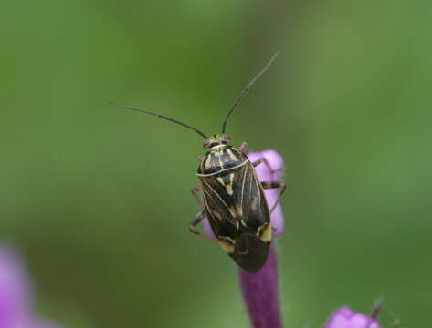 صورة Lygus lineolaris (Palisot de Beauvois 1818)