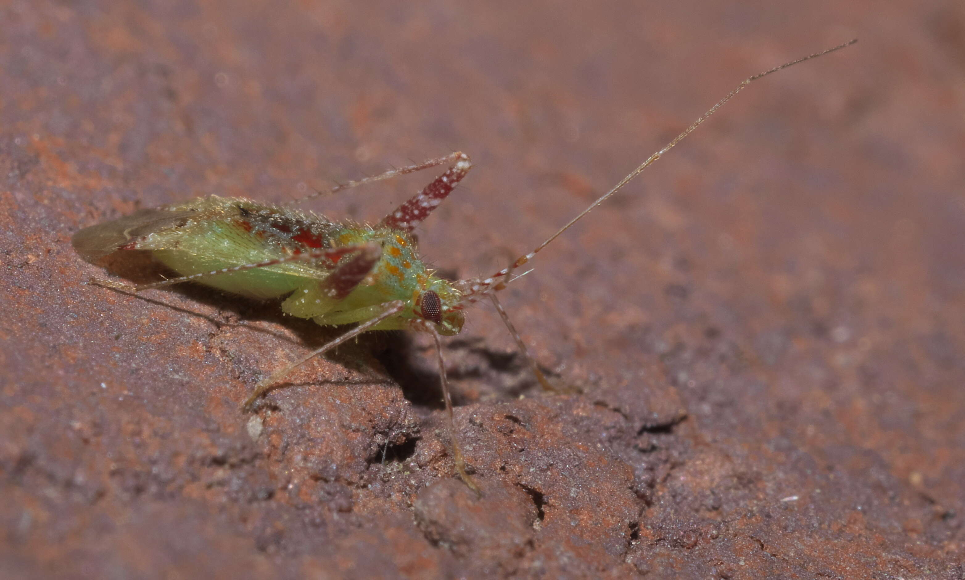 Image of Phytocoris