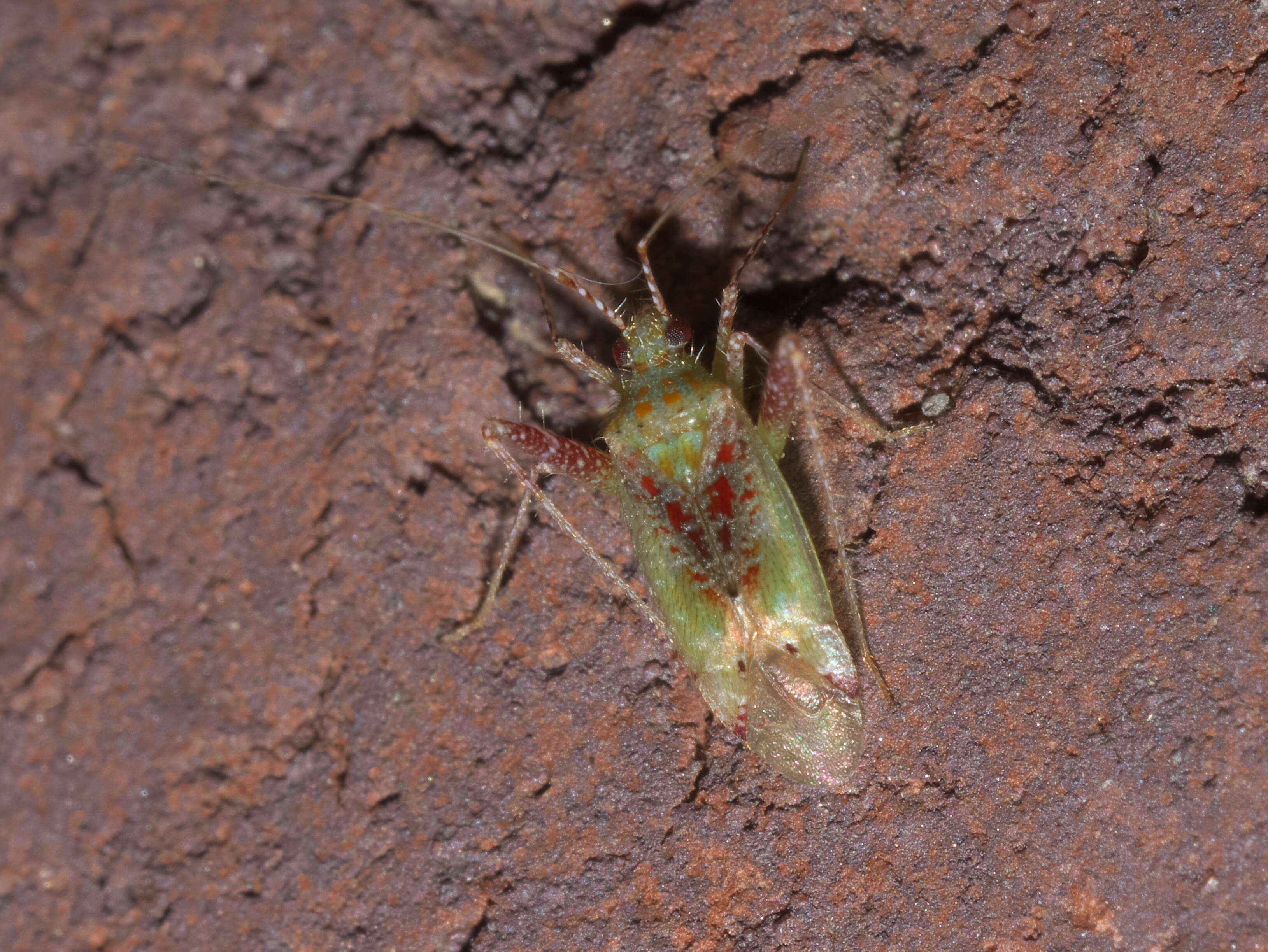 Image of Phytocoris