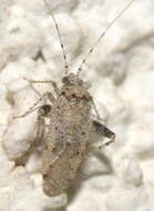 Image of Phytocoris