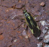 Image of Two-spotted Grass Bug