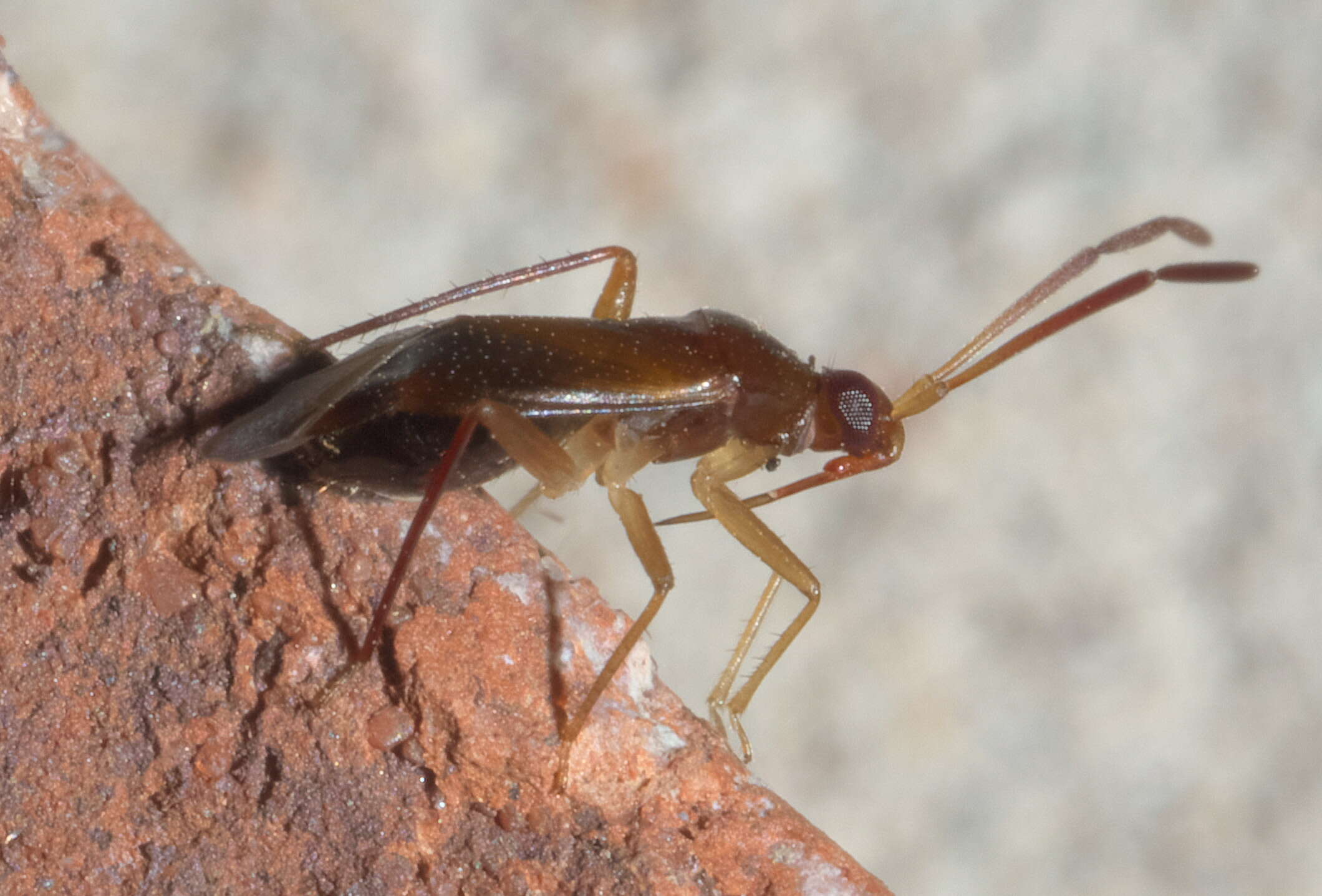 Ceratocapsus resmi