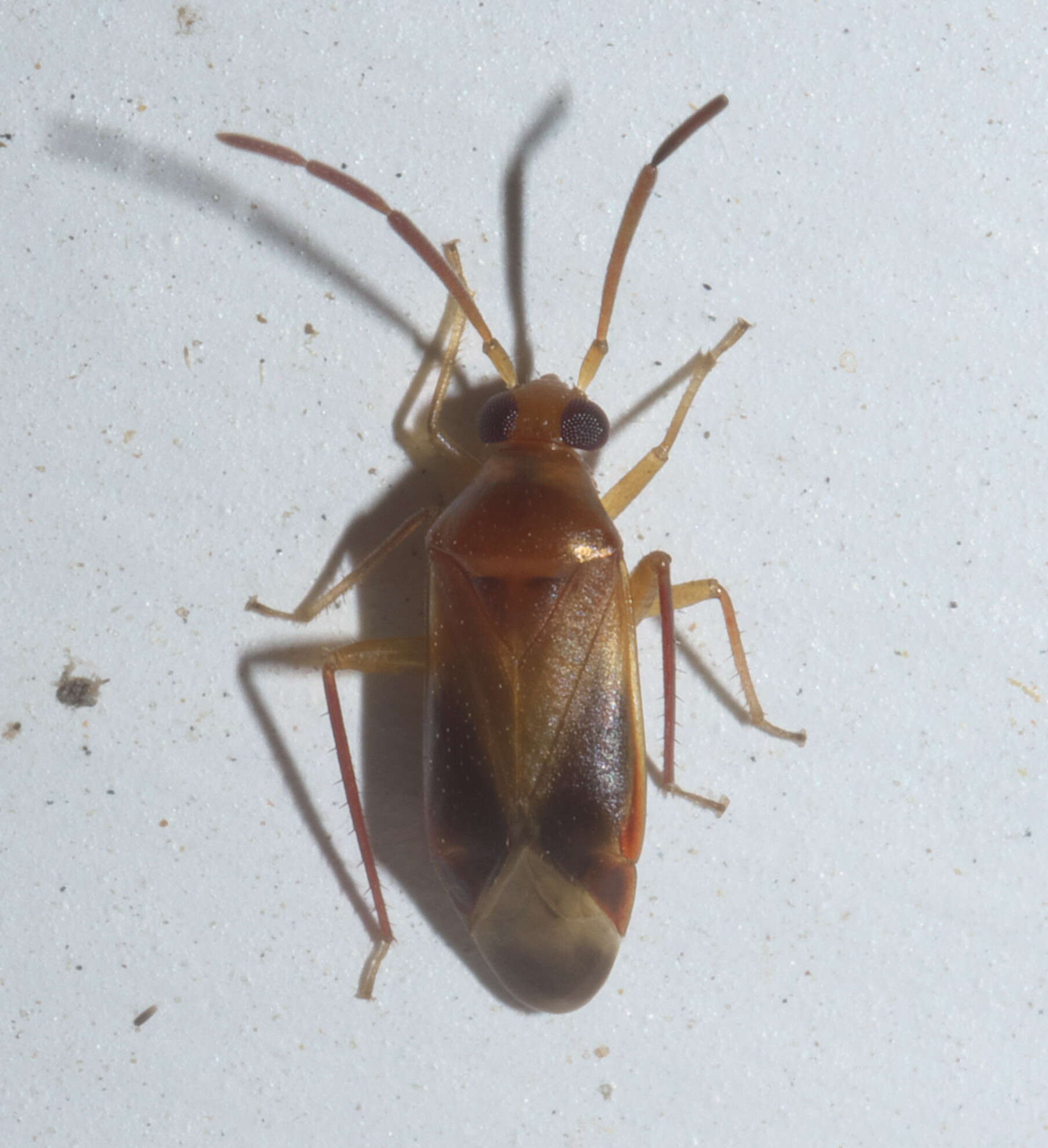 Ceratocapsus resmi