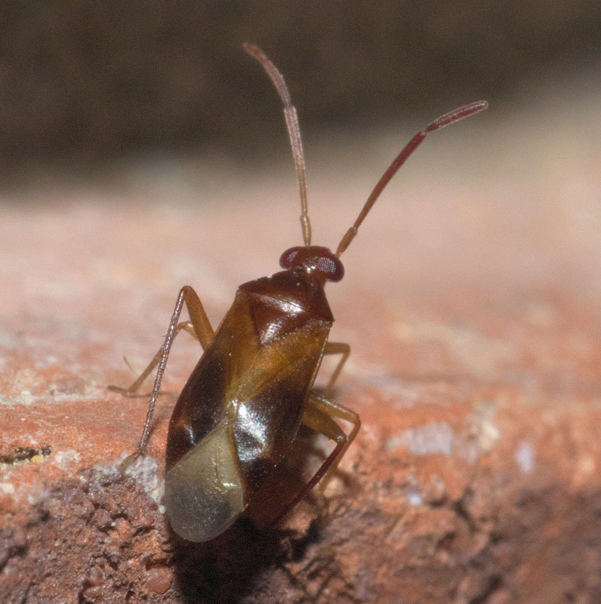 Ceratocapsus resmi