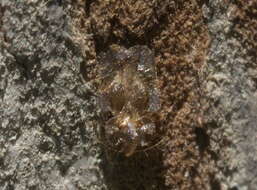 Image of lace bugs