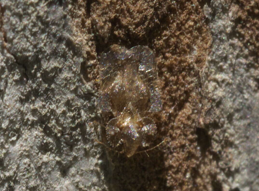 Image of lace bugs