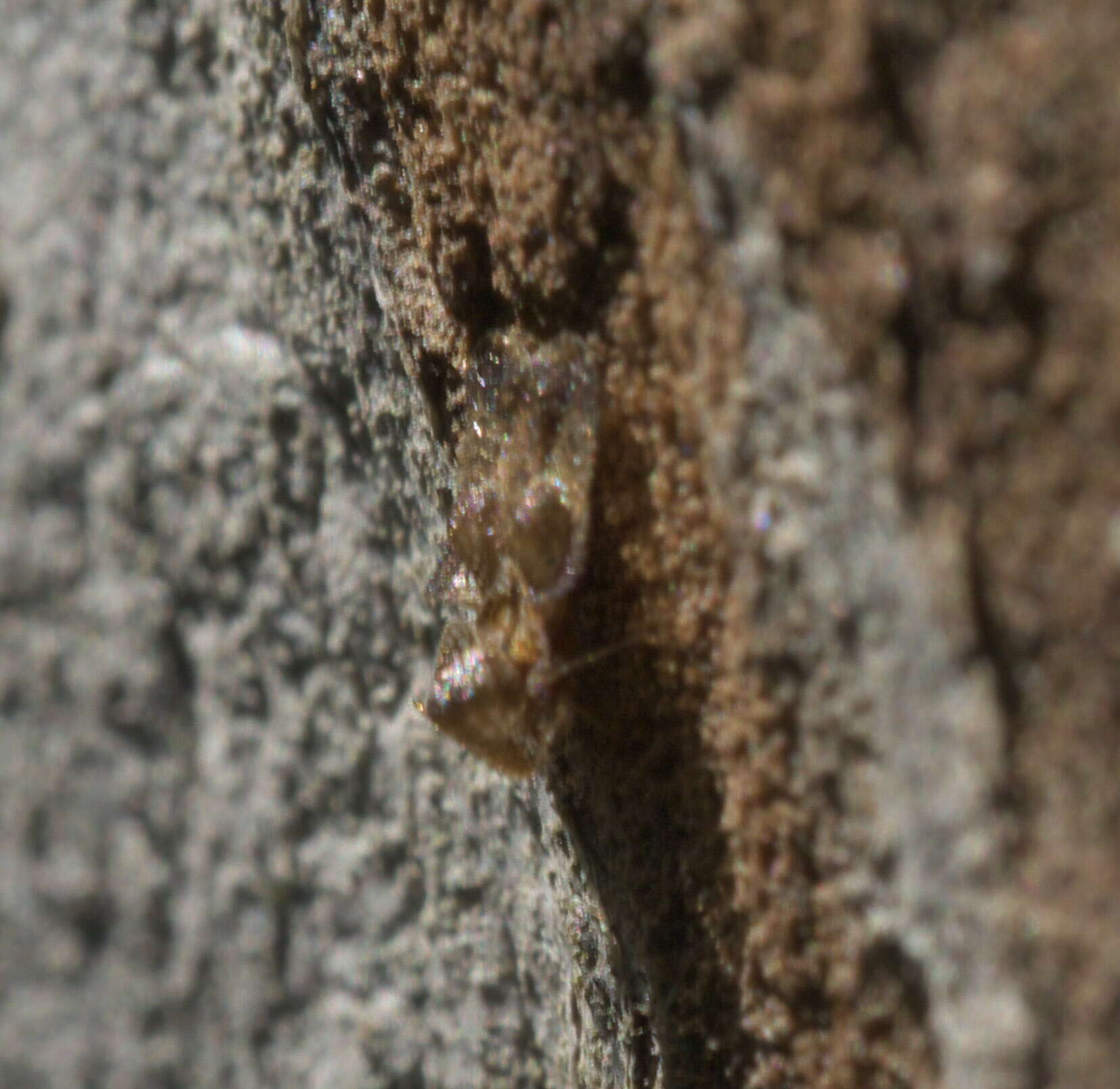 Image of lace bugs