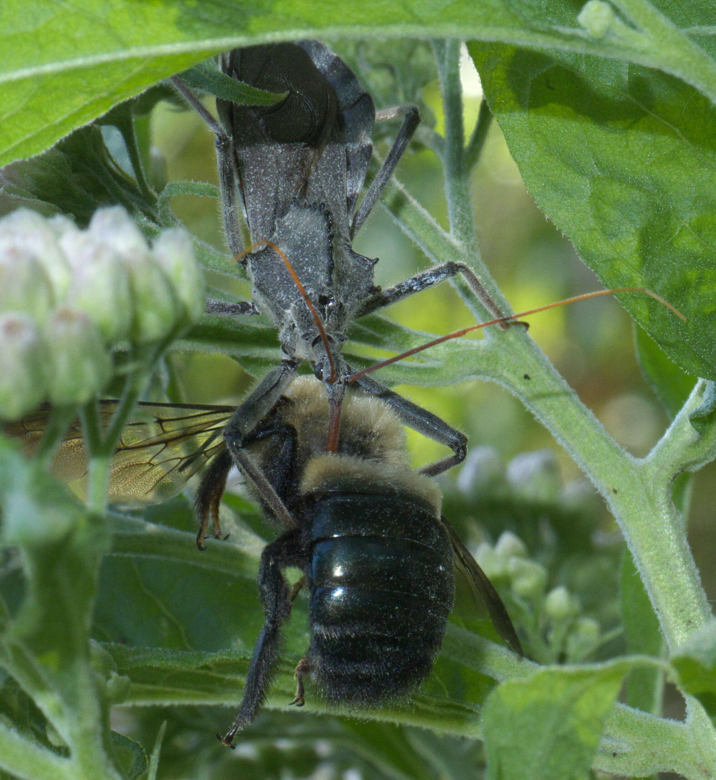 Plancia ëd Arilus cristatus (Linnaeus 1763)