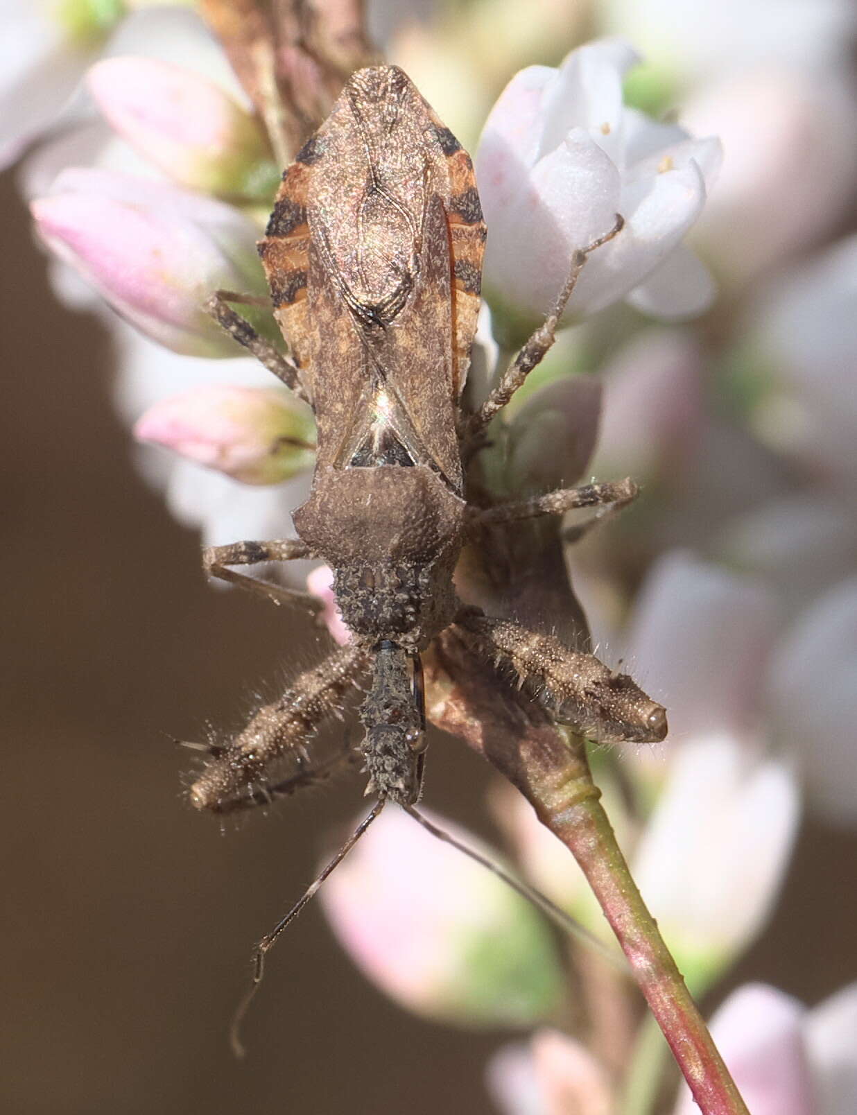 Image of Spined Assassin Bug