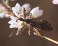 Image of Spined Assassin Bug