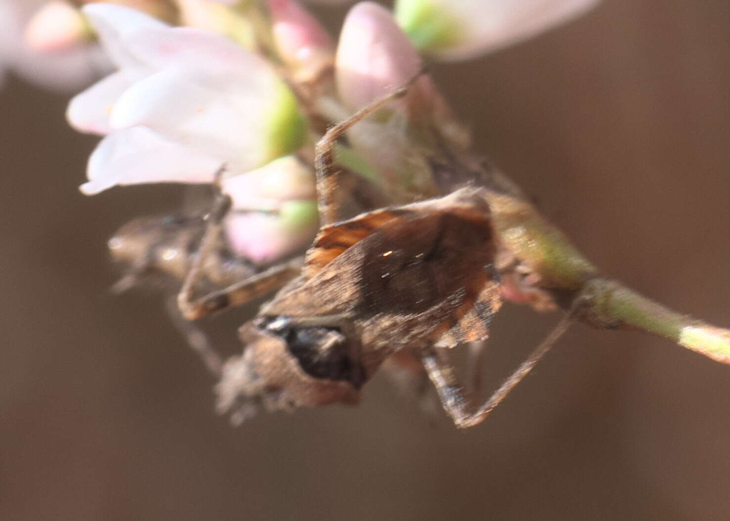 Image of Spined Assassin Bug